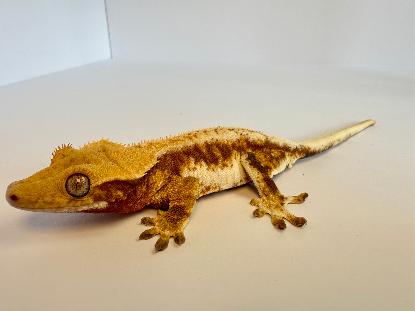 Crested Gecko - Gloria ⚗️ (Female)