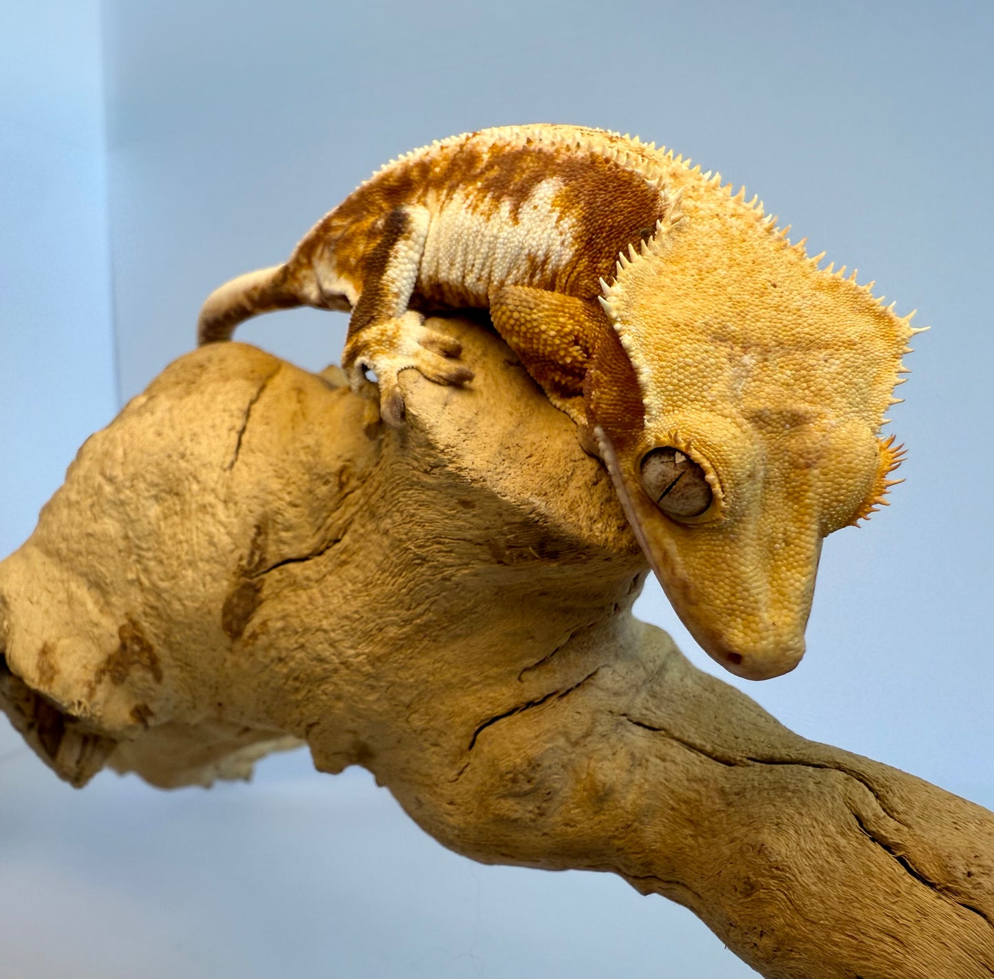 Crested Gecko - Gloria ⚗️ (Female)