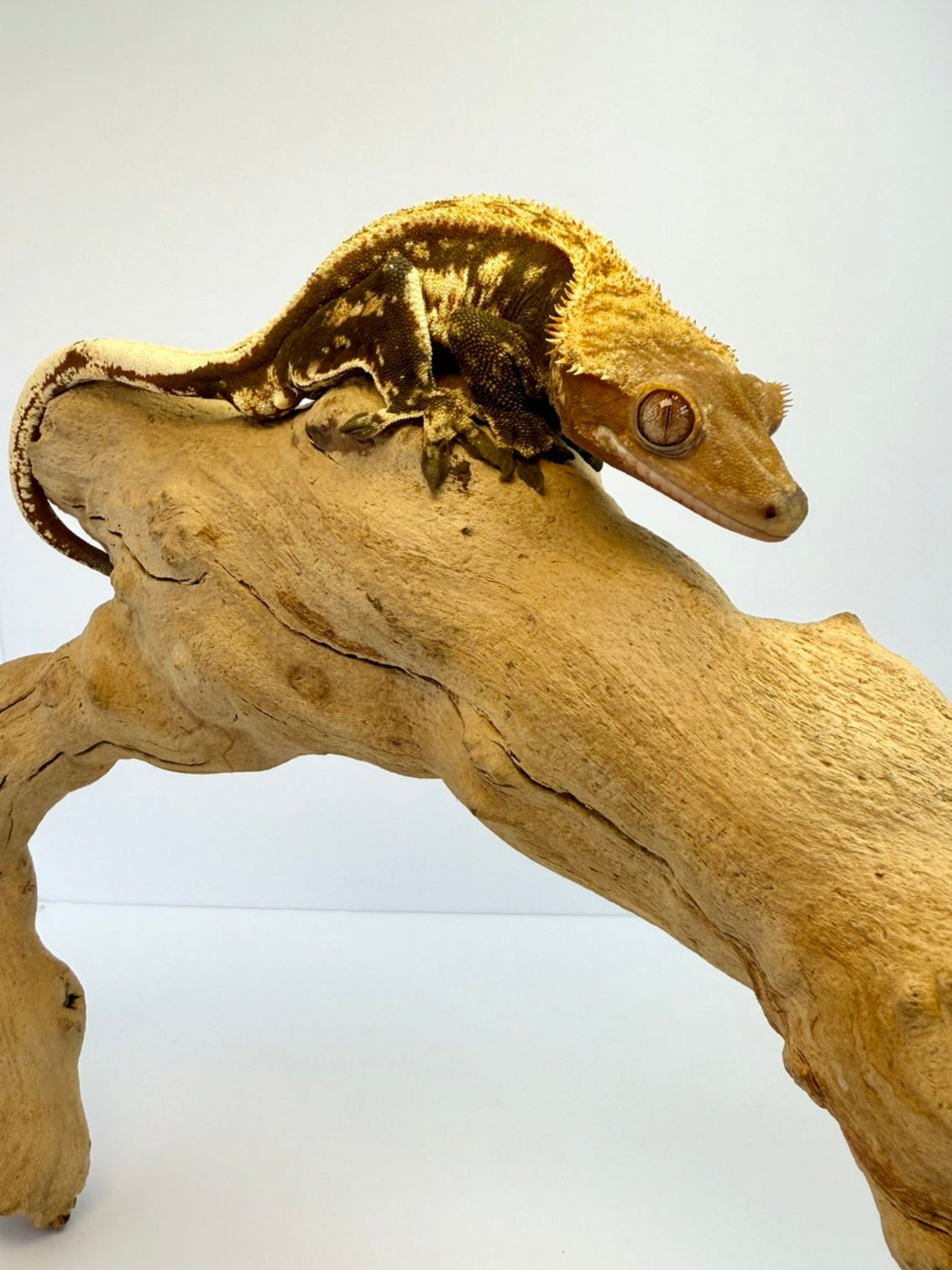 Crested Gecko - Gotham🦇(Male)