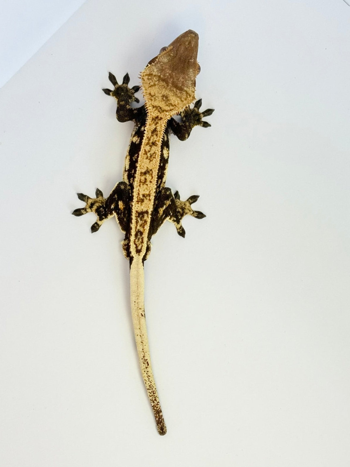 Crested Gecko - Gotham🦇(Male)