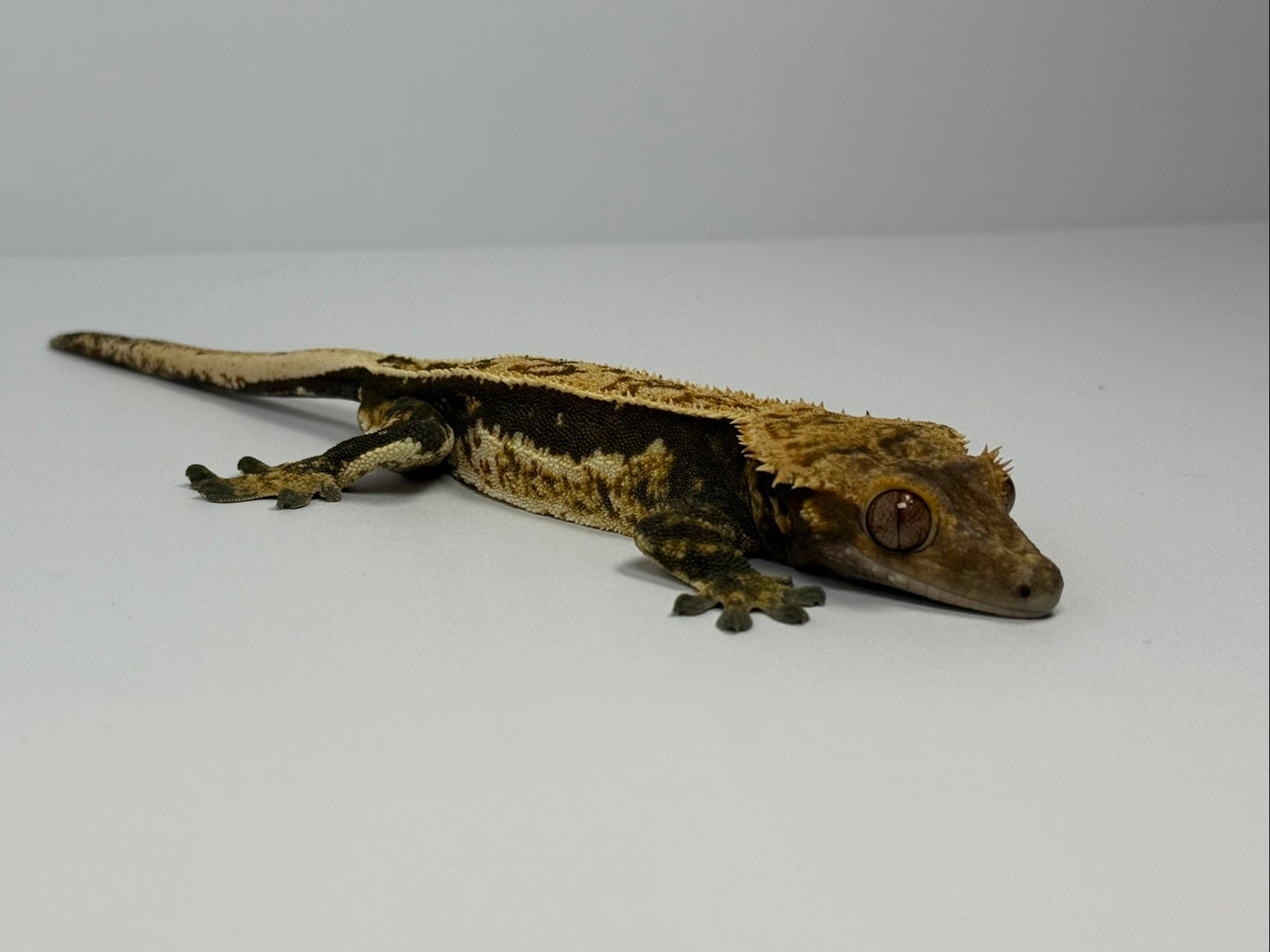 Crested Gecko - Jax🦎(Male)