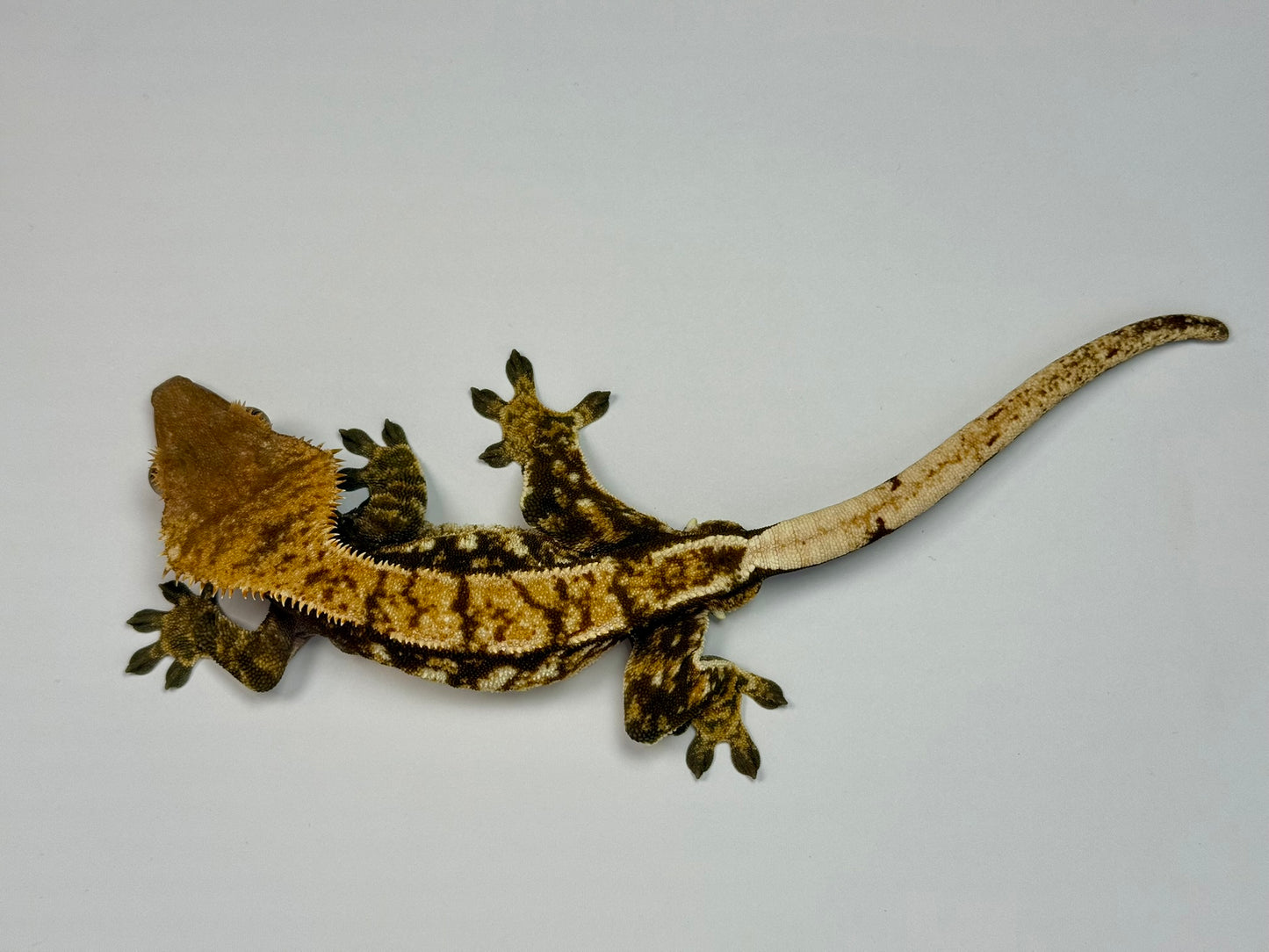 Crested Gecko - Cheddar Bob 🧀(Male)