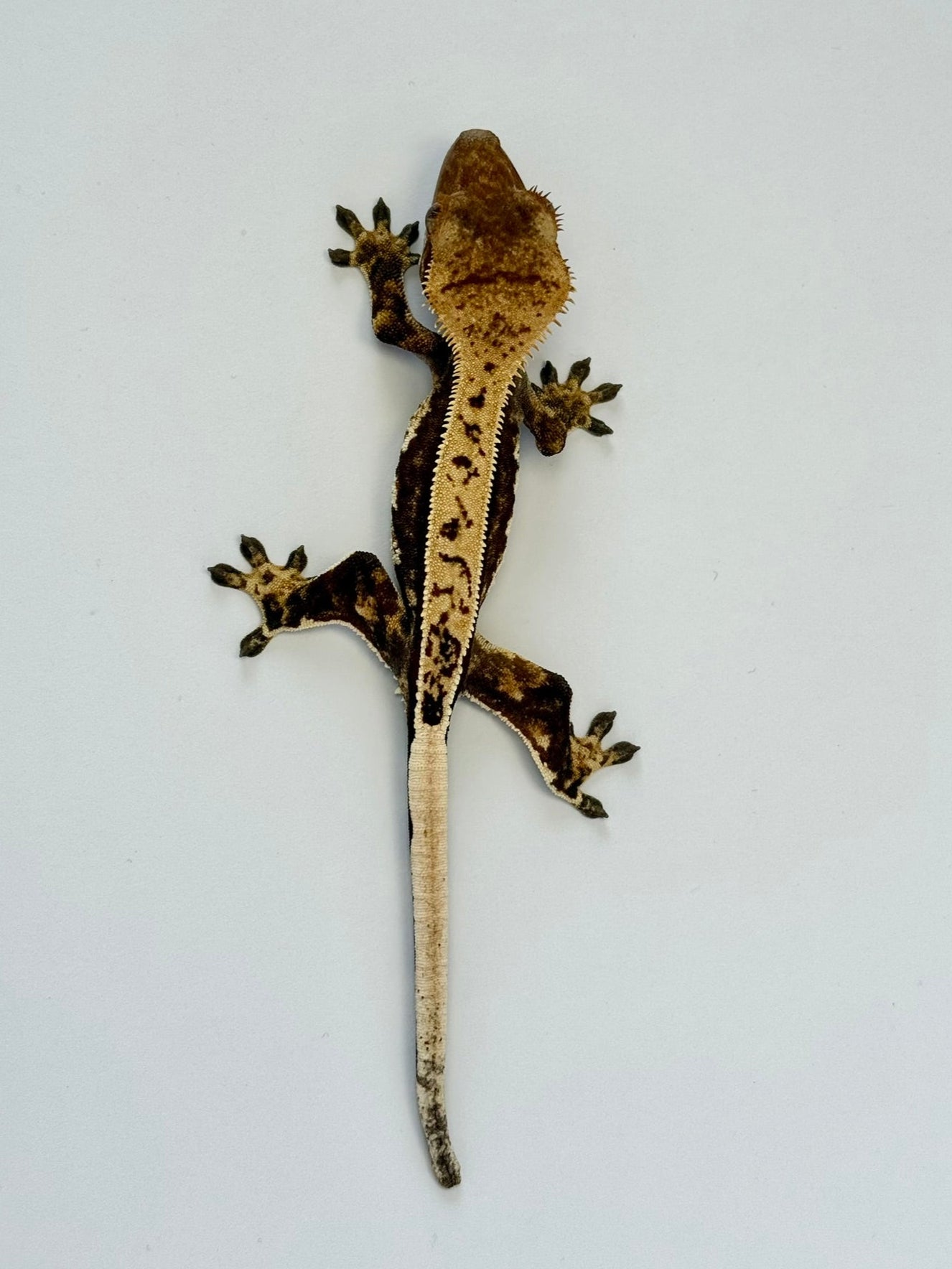 Crested Gecko - Gripš§¤(NPV)