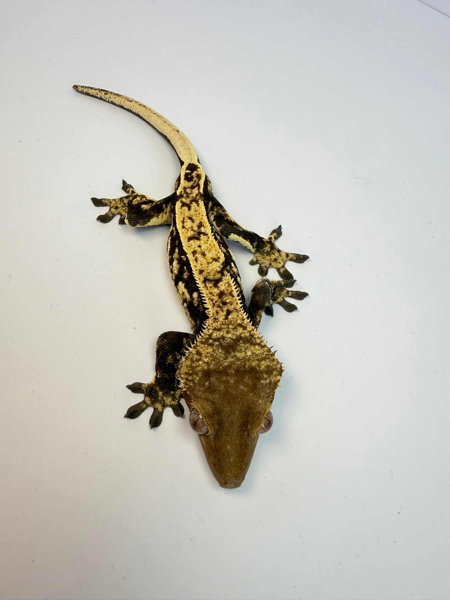 Crested Gecko - SK8R Boy 🛹 (Male)