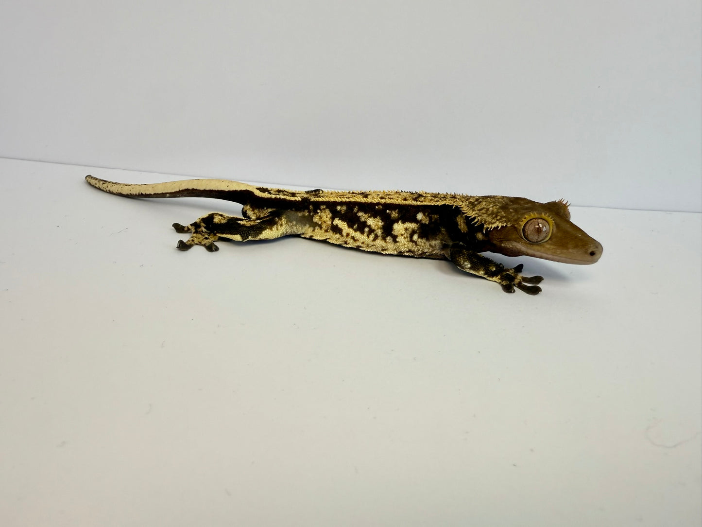 Crested Gecko - SK8R Boy 🛹 (Male)