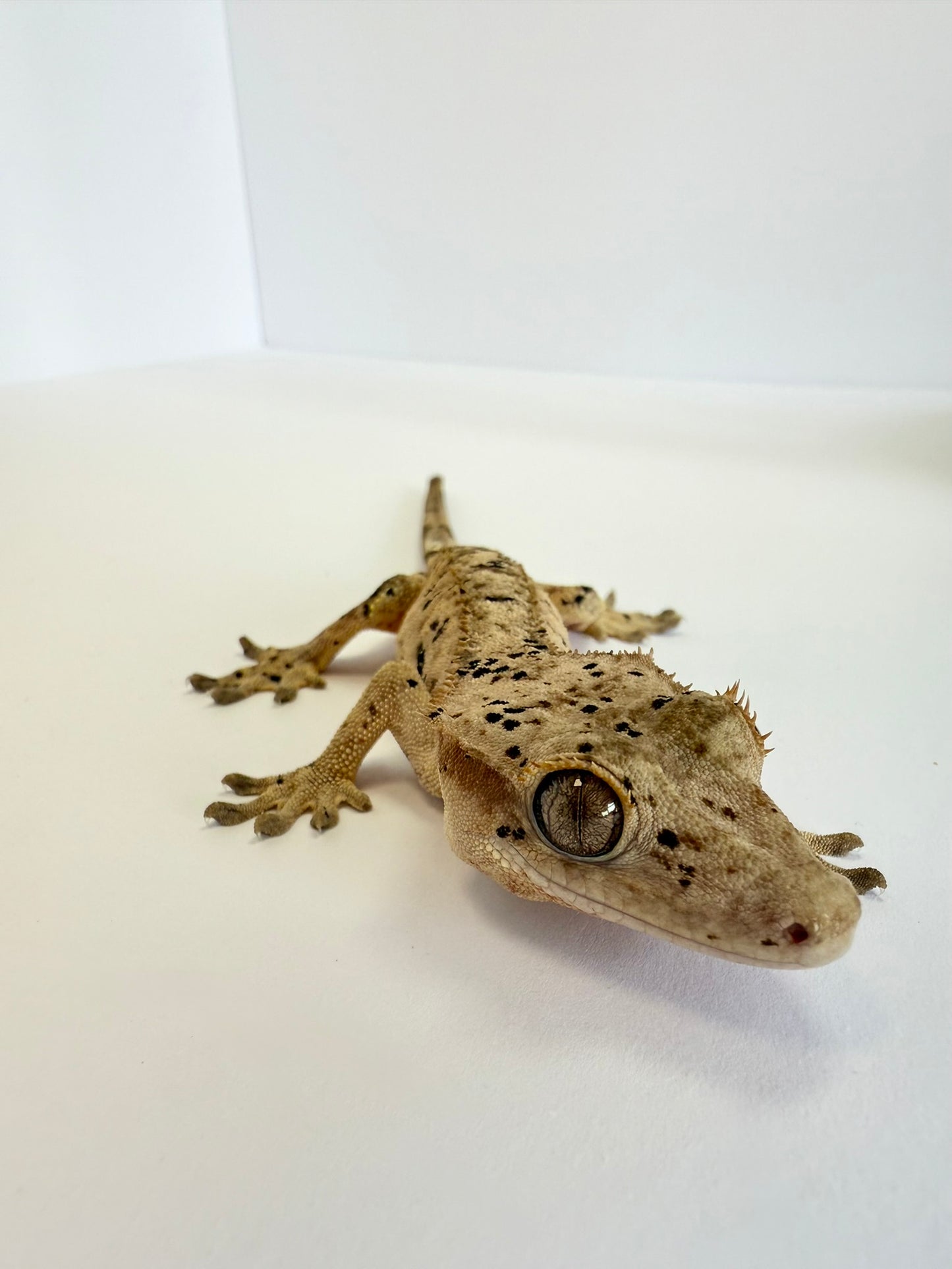 Crested Gecko - Gassed Up Dotty🏁 (NPV)