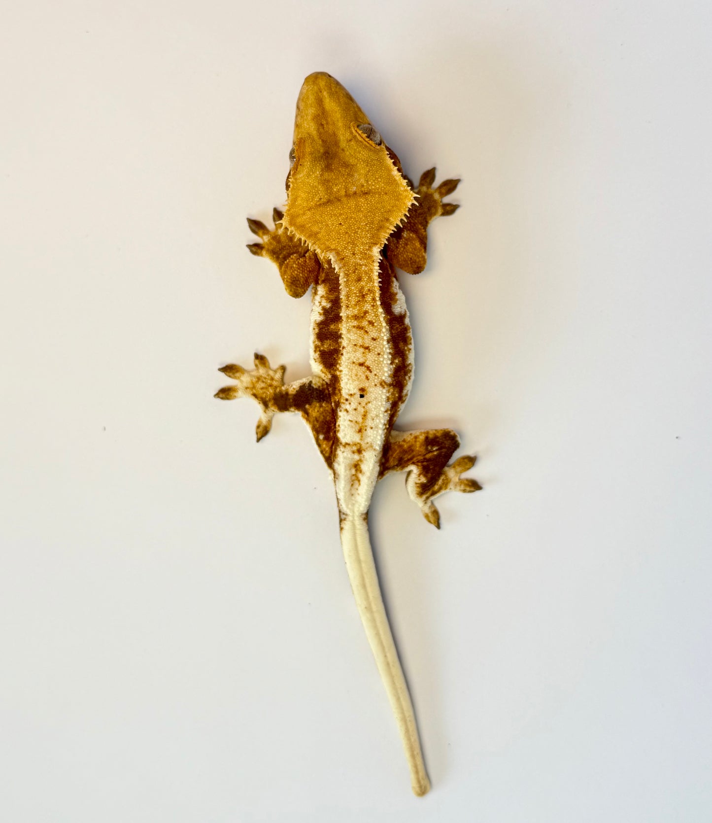 Crested Gecko - Gloria ⚗️ (Female)