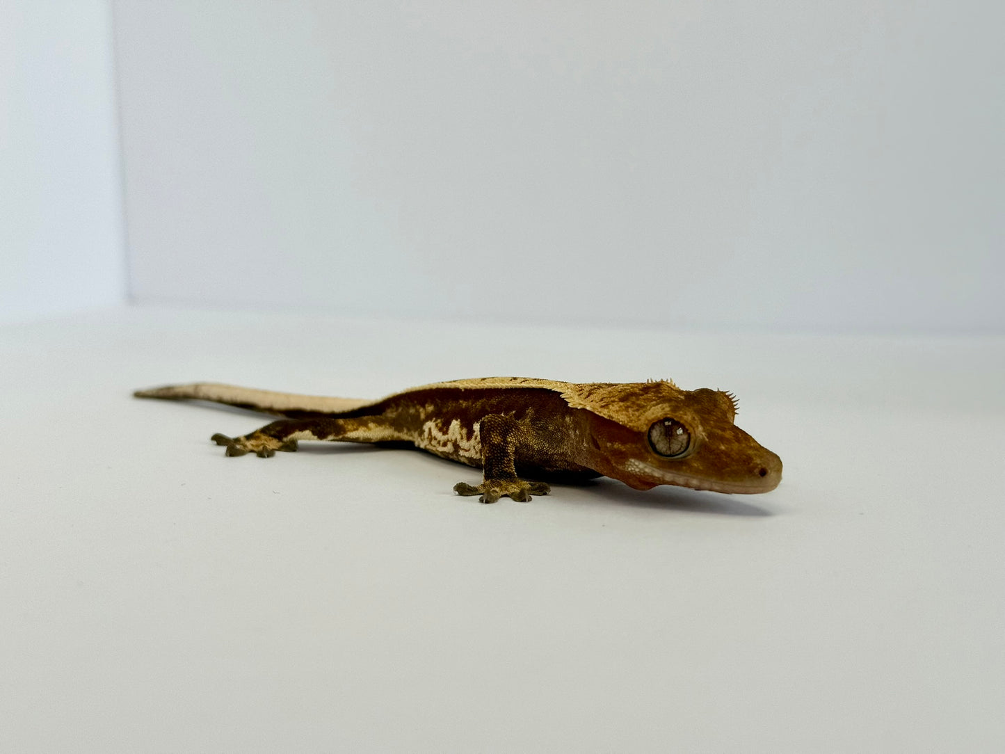 Crested Gecko - Gripš§¤(NPV)