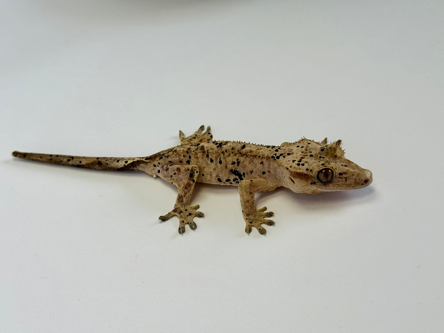 Crested Gecko - Gassed Up Dotty🏁 (NPV)