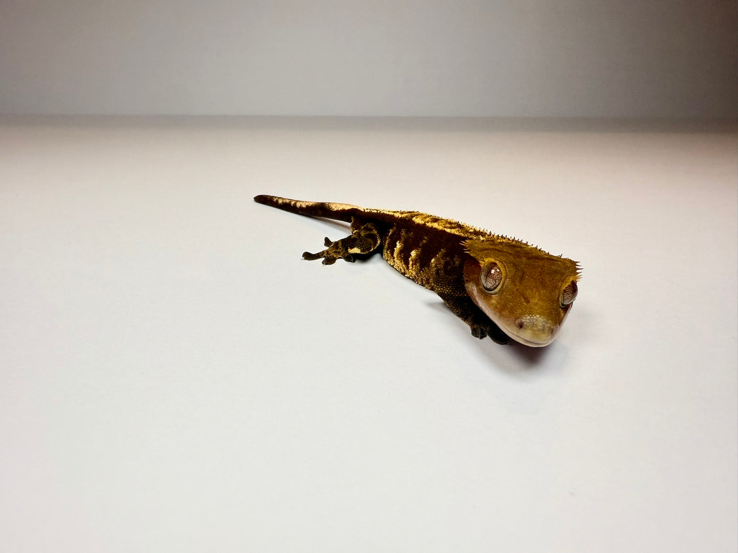Crested Gecko - Noir👁️ (Male)