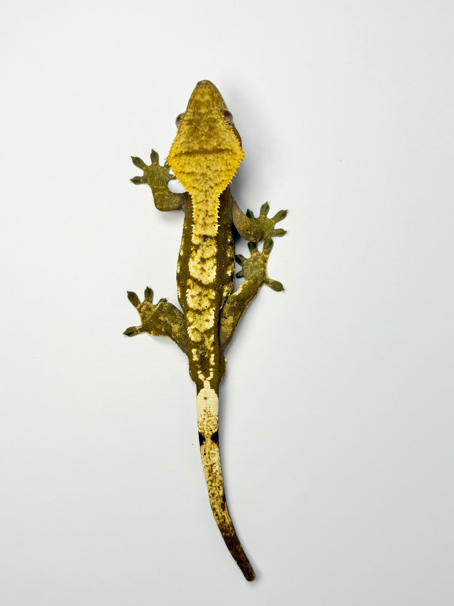 Crested Gecko - Monkéé 🐒 (Male, RTB)