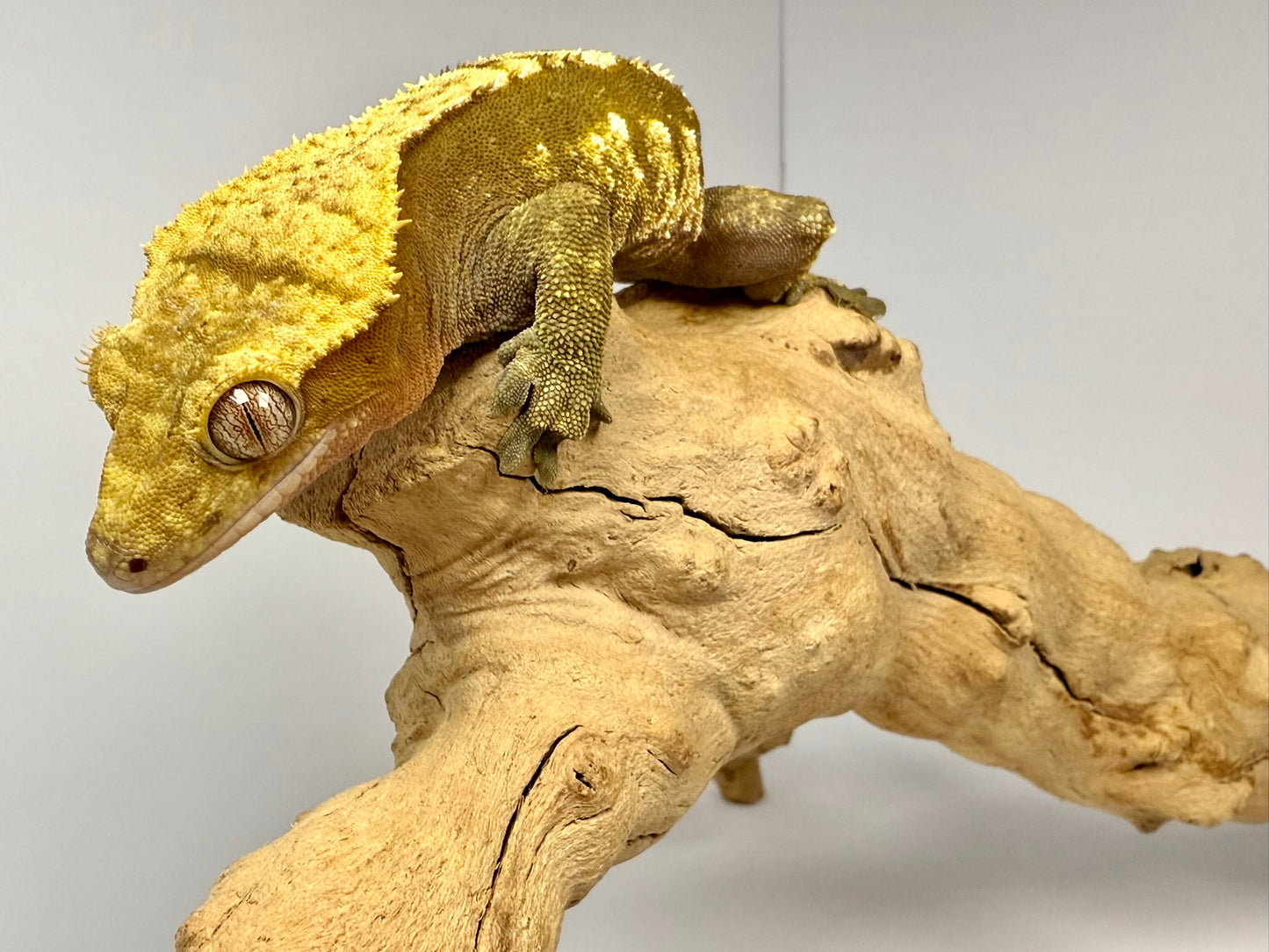 Crested Gecko - Monkéé 🐒 (Male, RTB)