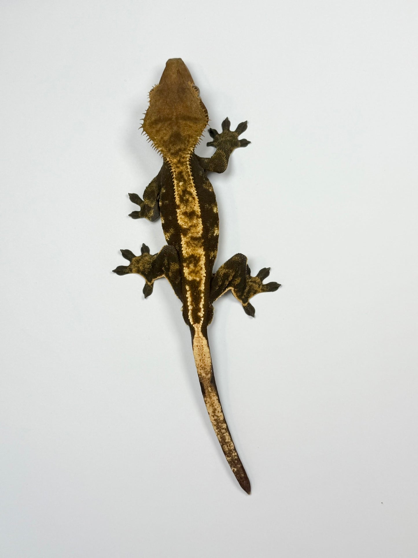 Crested Gecko - Noir👁️ (Male)