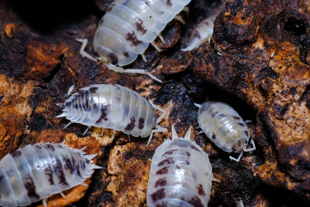 Dairy Cow Isopods - 15 Count