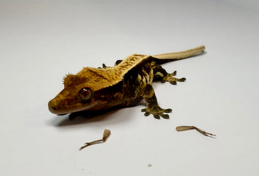 Crested Gecko - Honey 🍯 (Female)