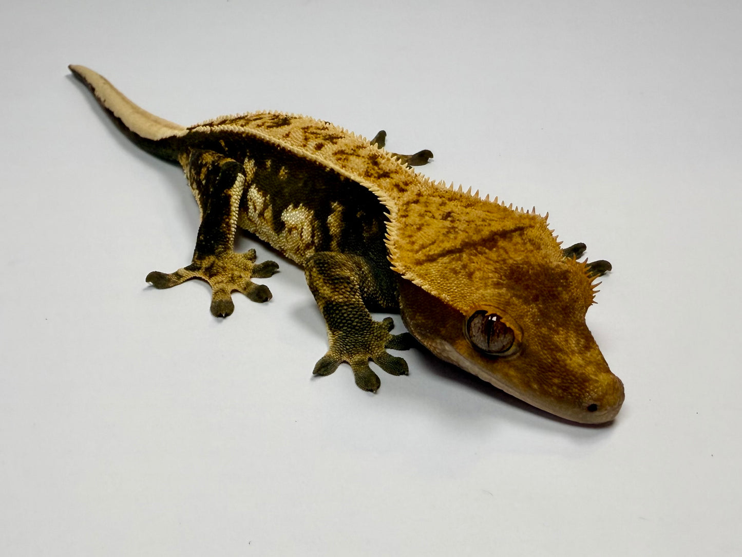 Crested Gecko - Honey 🍯 (Female)