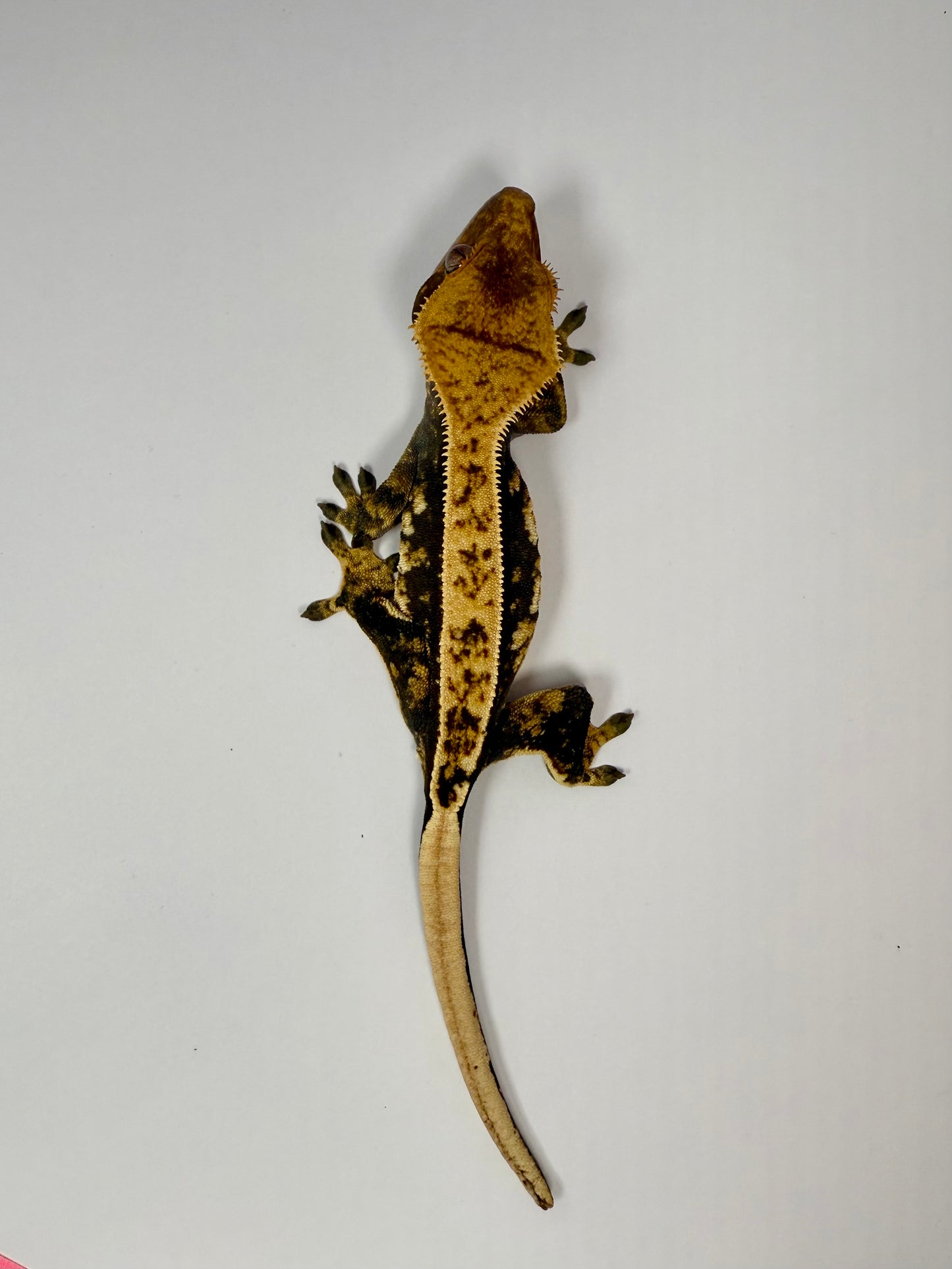 Crested Gecko - Honey 🍯 (Female)