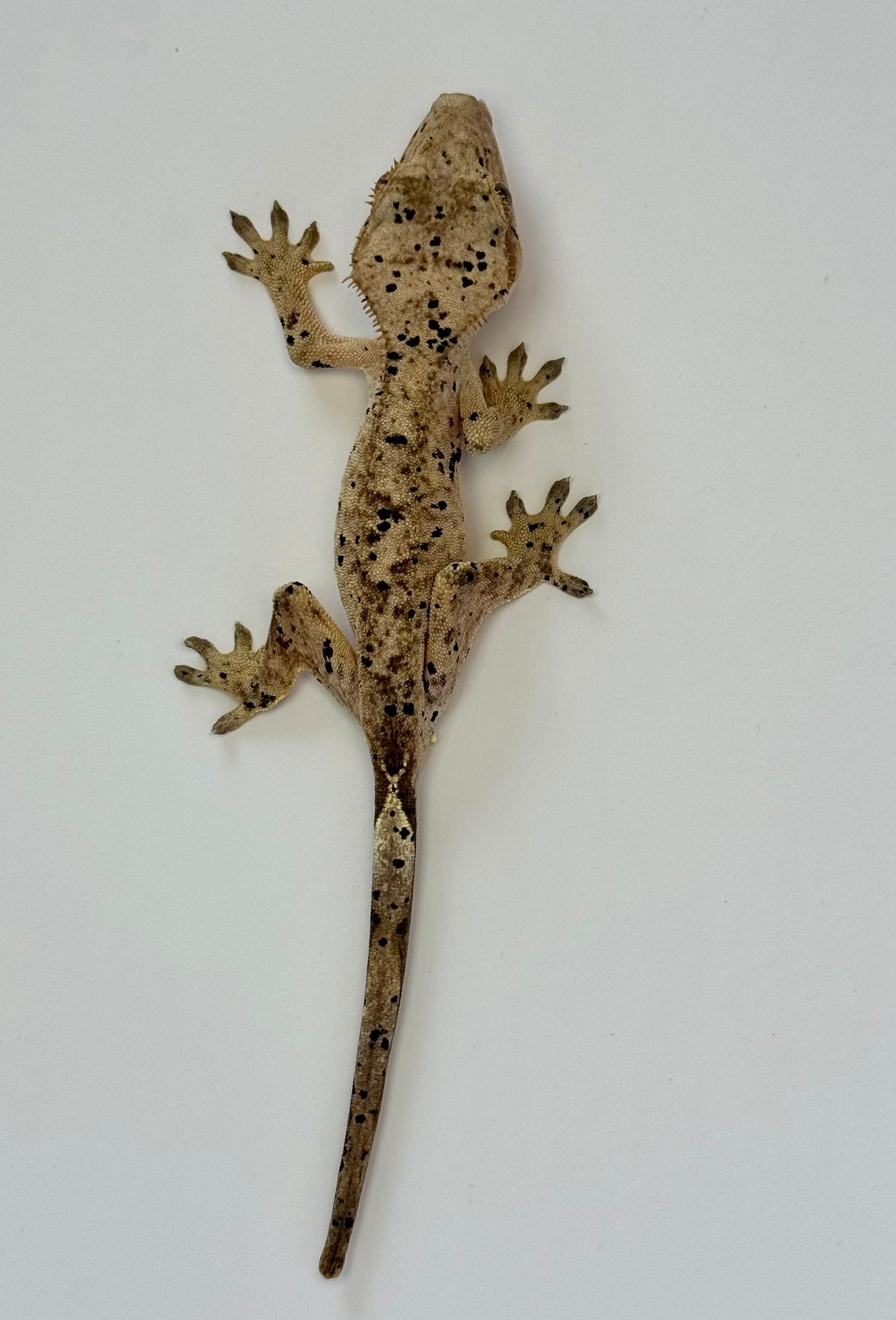 Crested Gecko - Gassed Up Dotty🏁 (NPV)