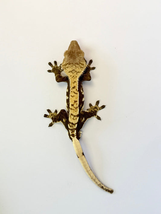 Crested Gecko - Crooked🦴(Male)