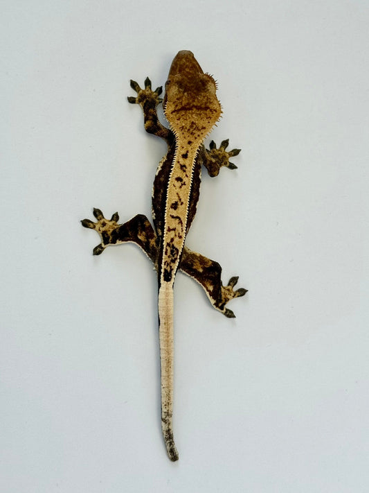 Crested Gecko - Grip🧤(NPV)