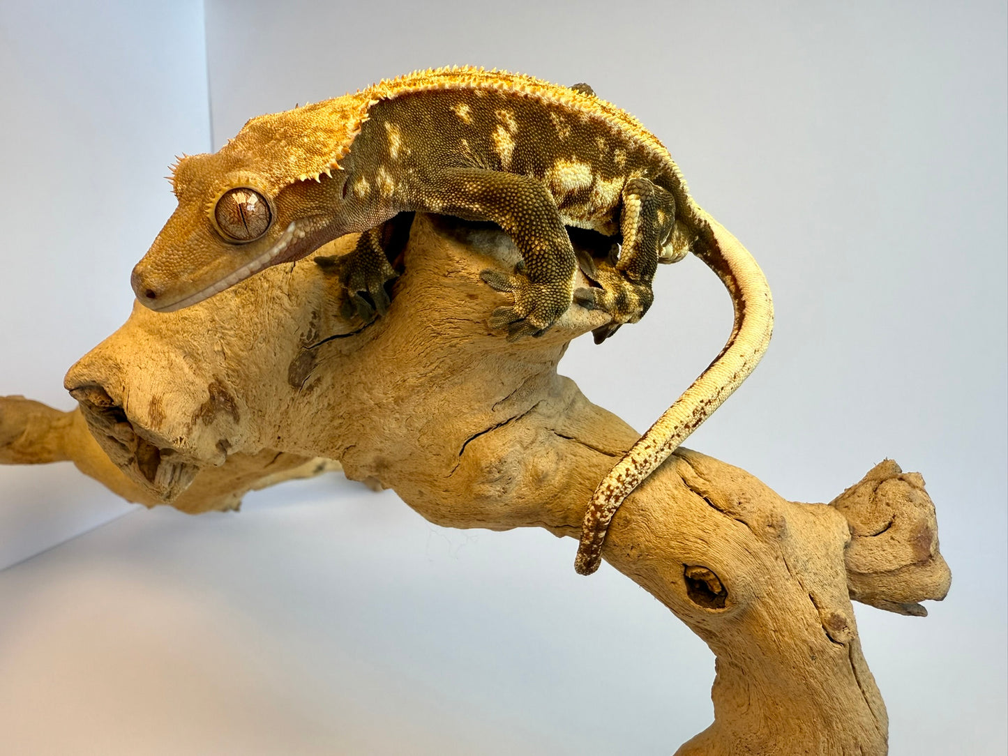 Crested Gecko - Guyliner✨(Male)