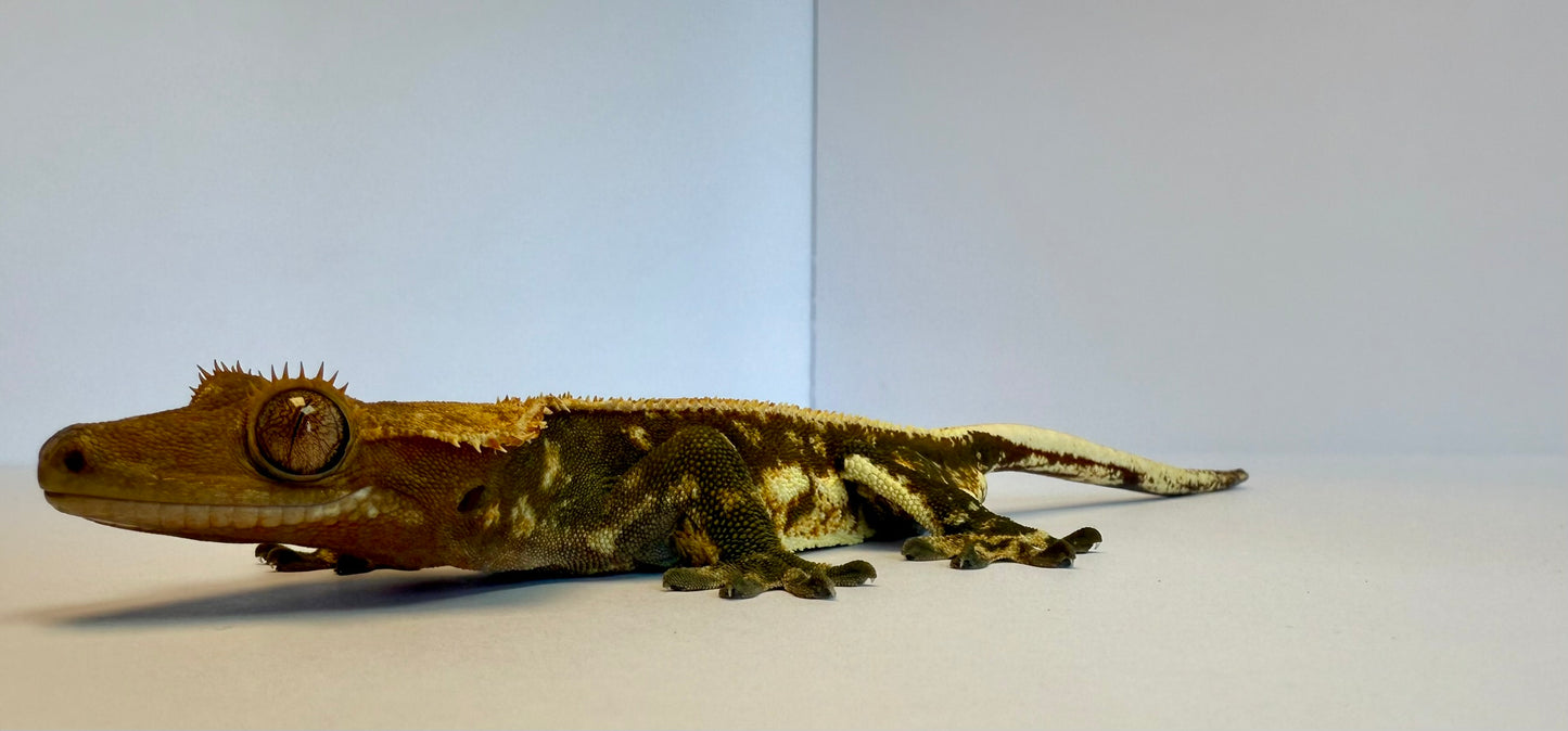 Crested Gecko - Guyliner✨(Male)