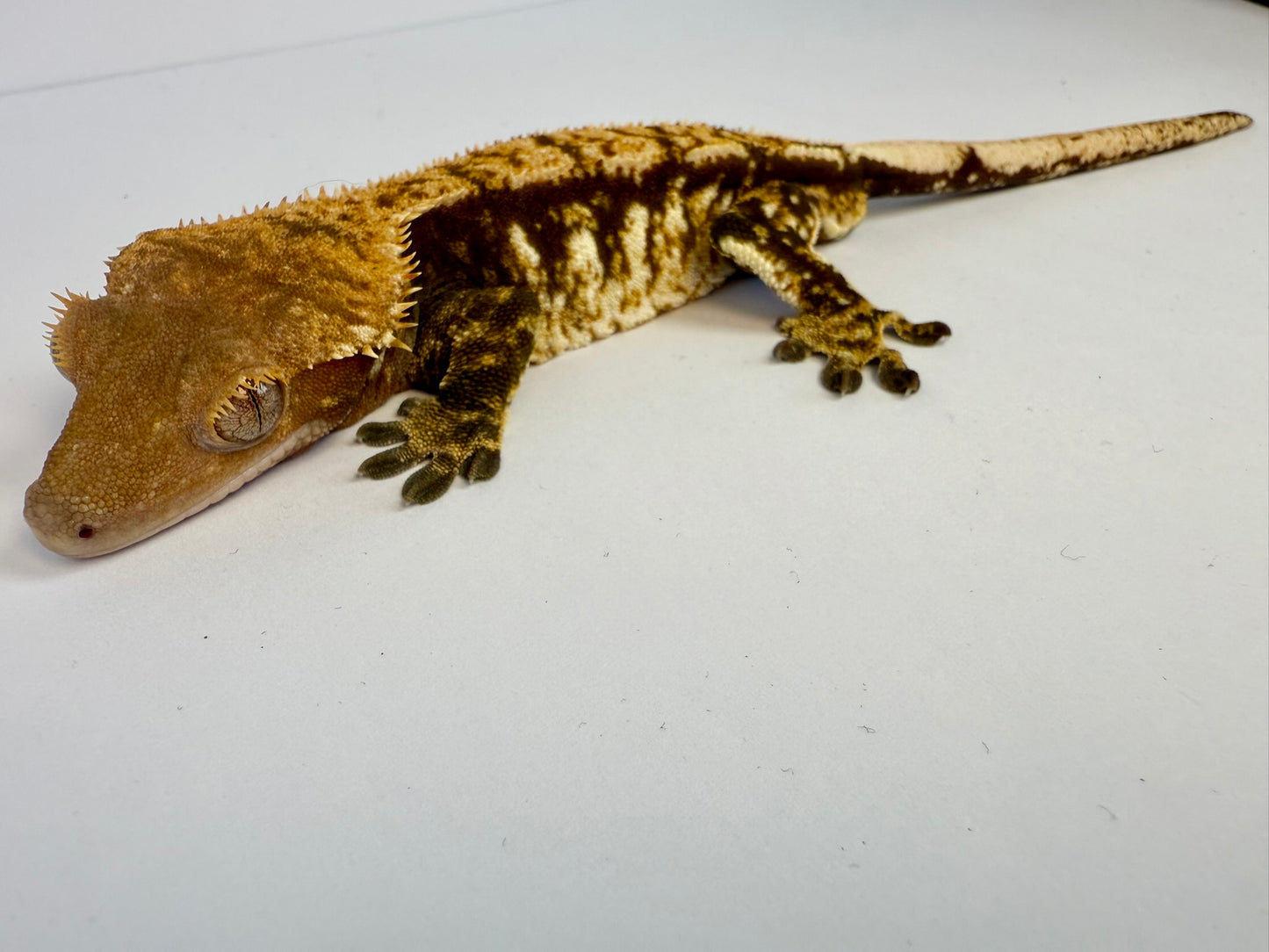 Crested Gecko - SK8R Boy 🛹 (Male)
