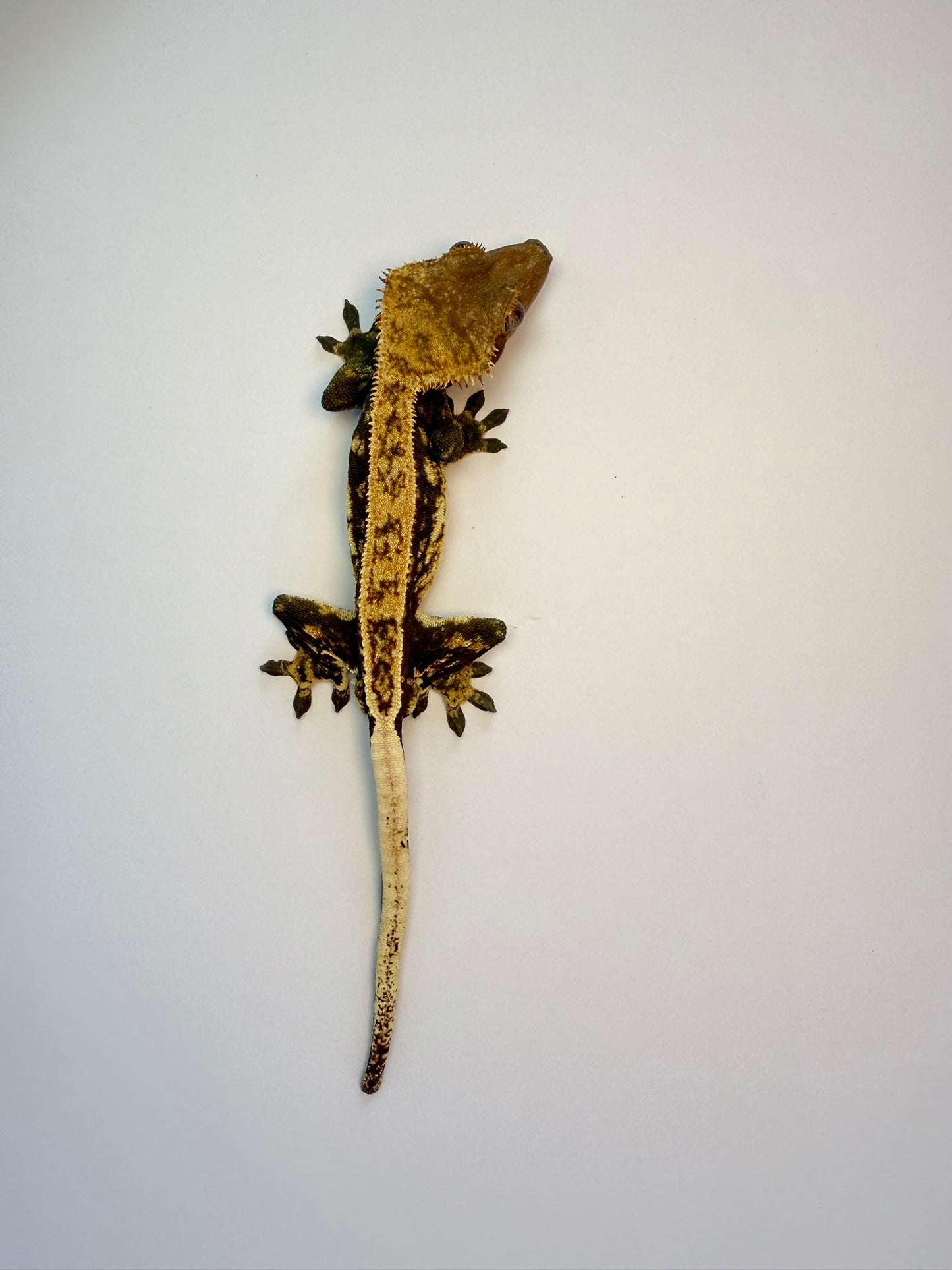 Crested Gecko - Guyliner✨(Male)