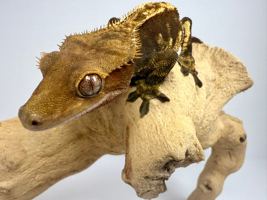 Crested Gecko - Noir👁️ (Male)