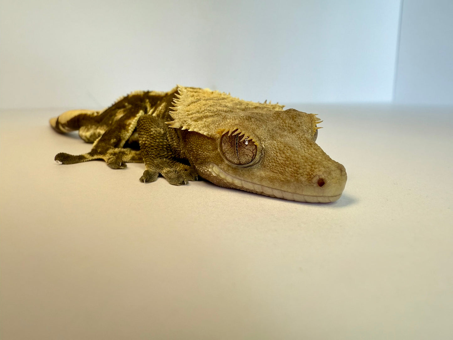 Crested Gecko - Crooked🦴(Male)
