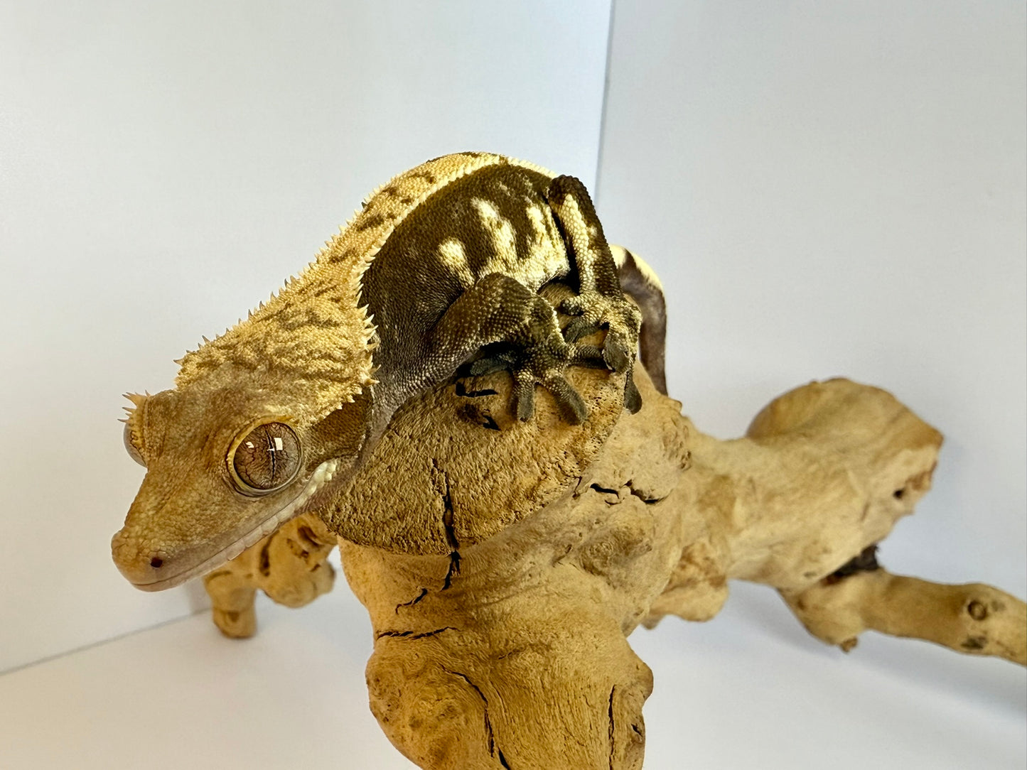 Crested Gecko - Crooked🦴(Male)