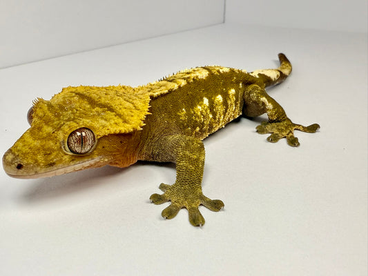 Crested Gecko - Monkéé 🐒 (Male, RTB)