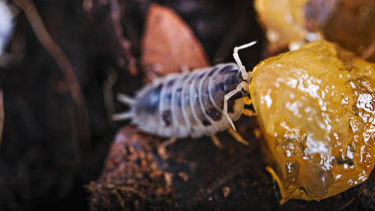 Dairy Cow Isopods - 15 Count