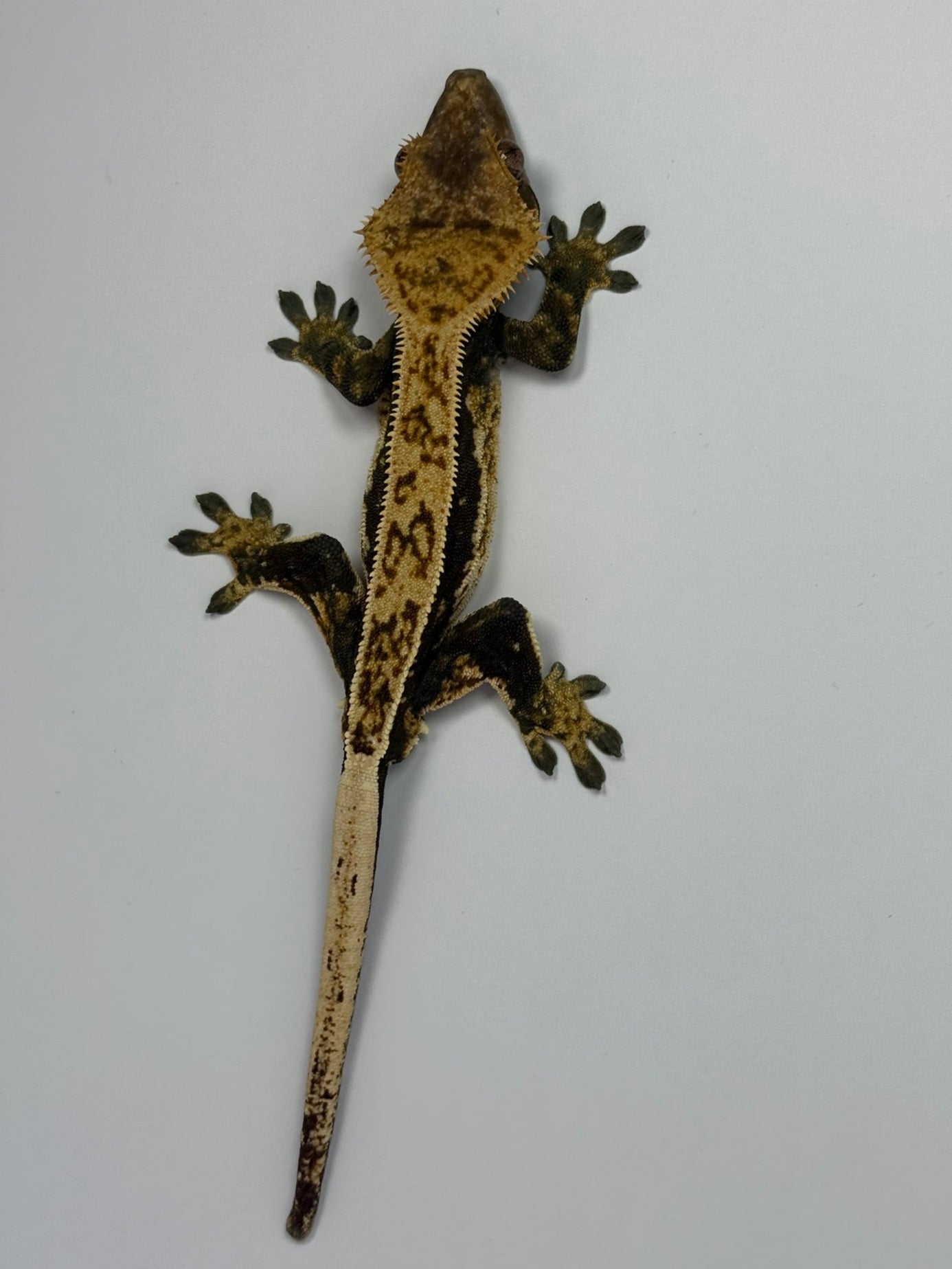 Crested Gecko - Jax🦎(Male)