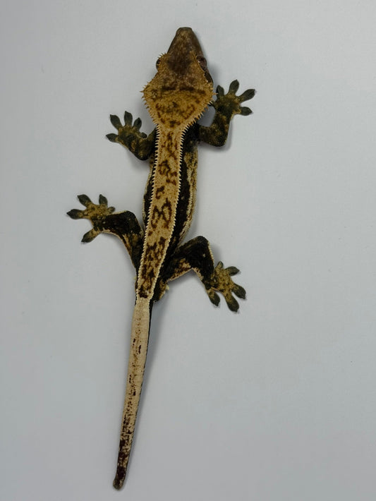 Crested Gecko - Jax🦎(Male)