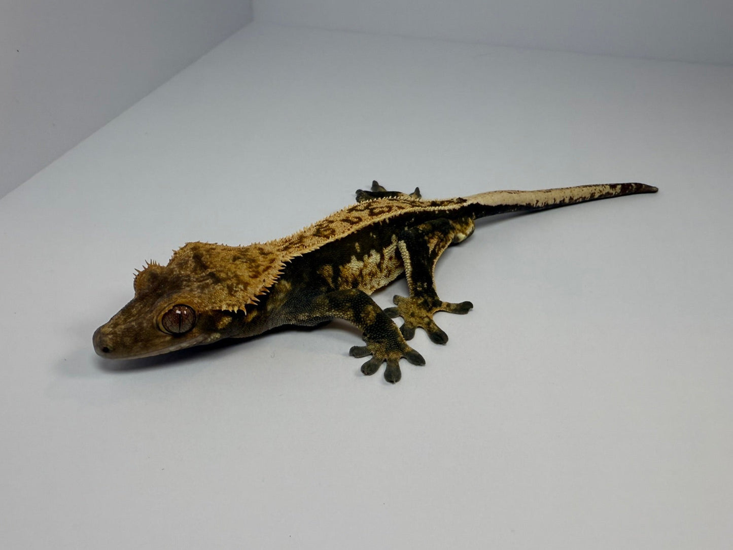 Crested Gecko - Jax🦎(Male)